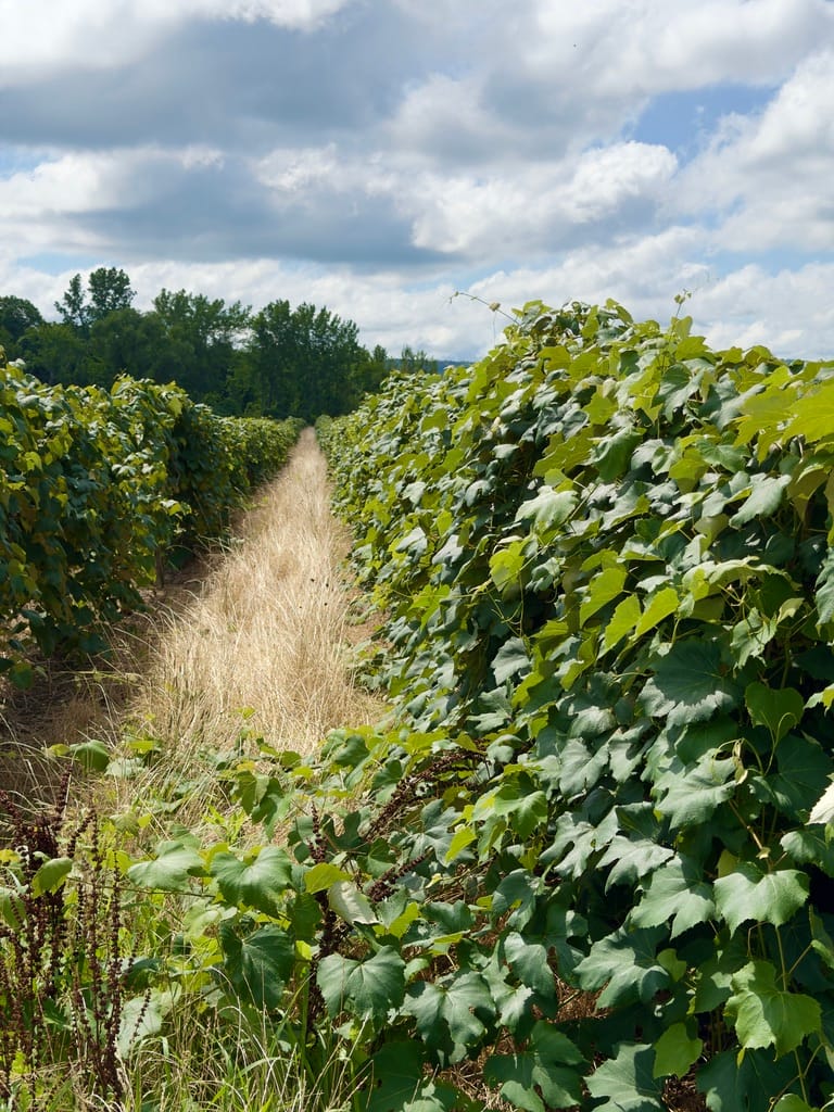 A picture down a row of grapes. The camera is pointing at the grapes with pretty brown grass down the center of the row.