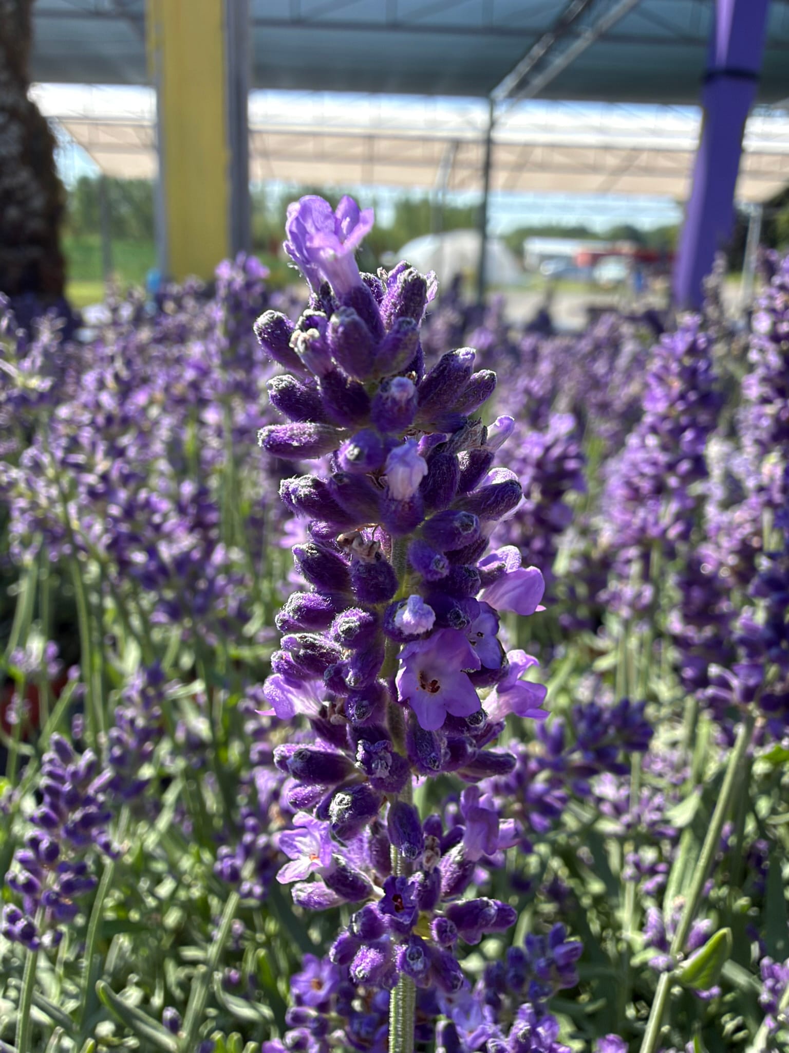 A macro shot of a stem of lavender with other lavender in the background.